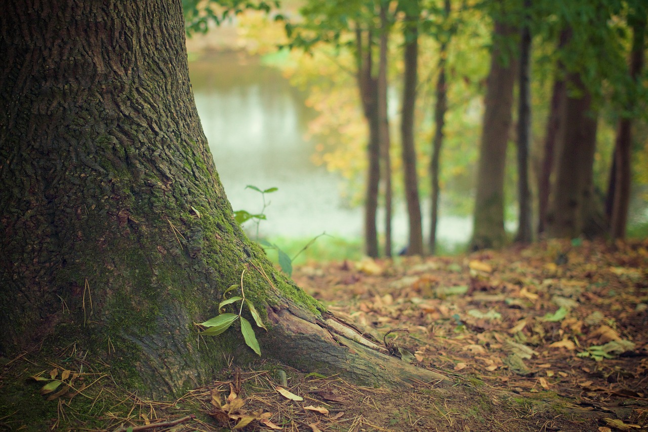 sentiero nel bosco