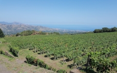 Escursione Etna e degustazione di vino la vigna dell'Etna